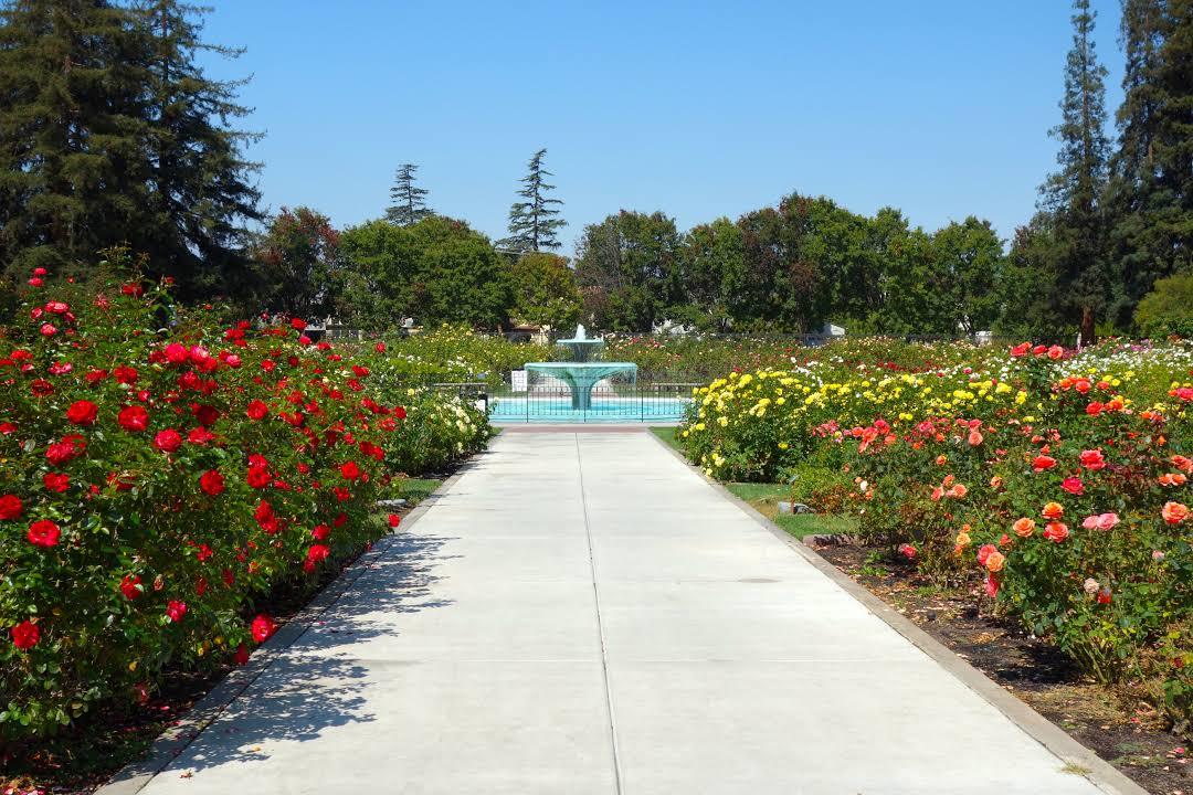 Municipal Rose Garden